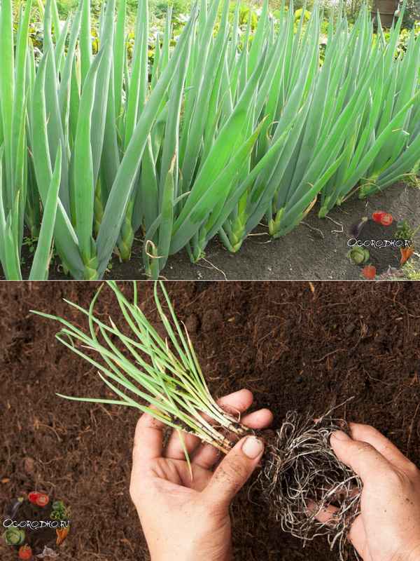 Лук батун: описание, посадка, выращивание и уход