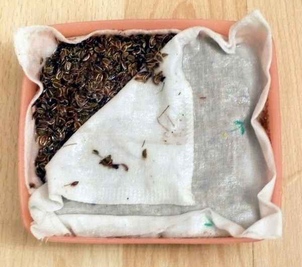 Как быстро прорастить семена укропа: правильное замачивание семян