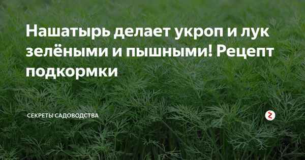 Подкормка укропа: методы и правила