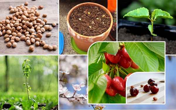 Выращивание вишни из косточки в домашних условиях