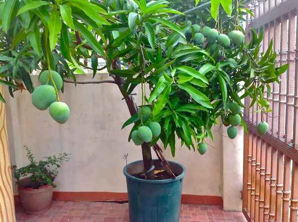 Манго дерево в домашних условиях выращивание