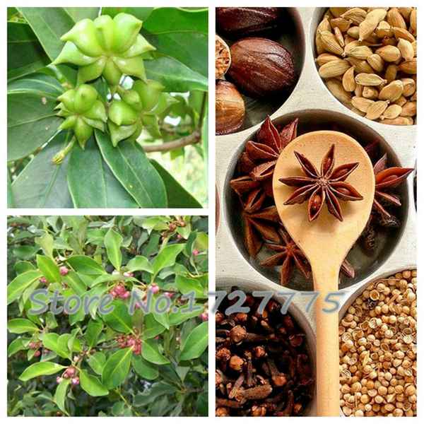 Бадьян выращивание в домашних условиях из семян