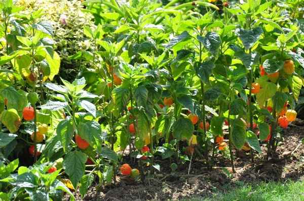 Выращивание физалиса в открытом грунте