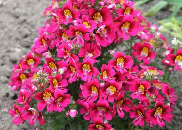 Шизантус выращивание из семян