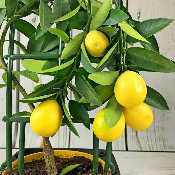 Сорта лимона для домашнего выращивания