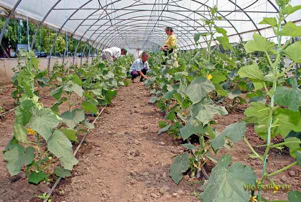 Технология выращивания тыквы в открытом грунте