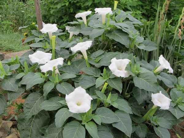 Датура выращивание из семян в домашних условиях