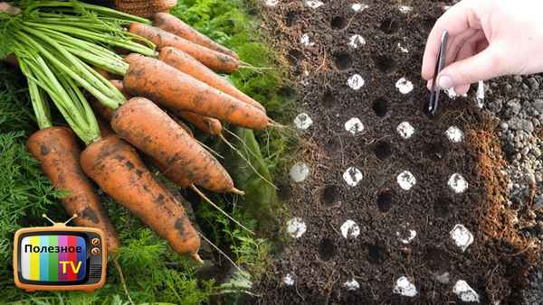 Секреты выращивания моркови в открытом грунте