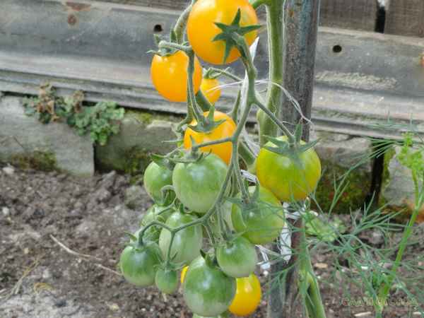 Выращивание томатов без полива