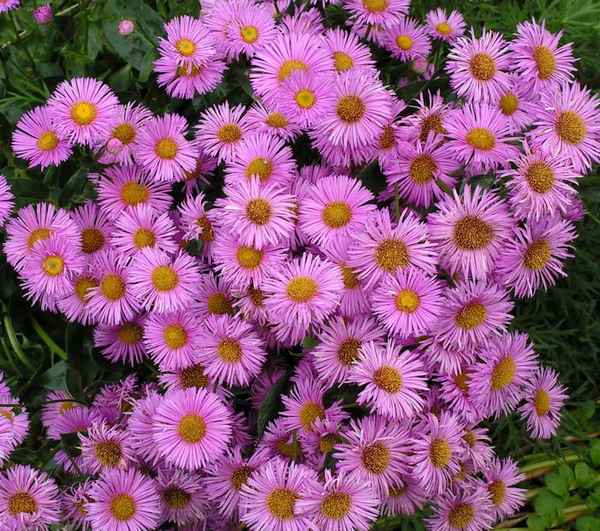 Эригерон розовое сокровище выращивание из семян