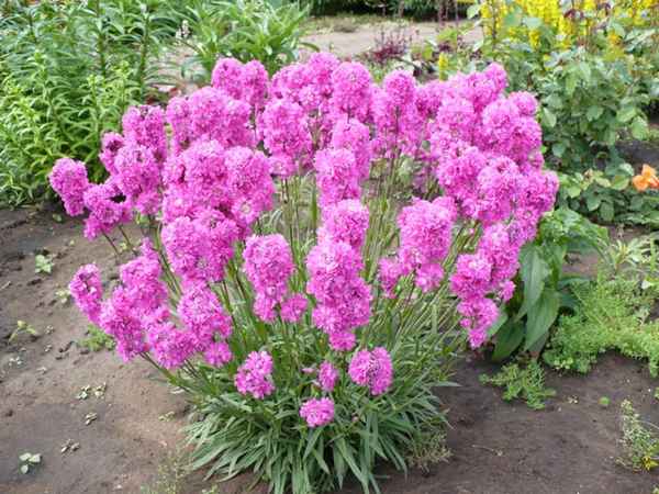 Лихнис розетта выращивание из семян