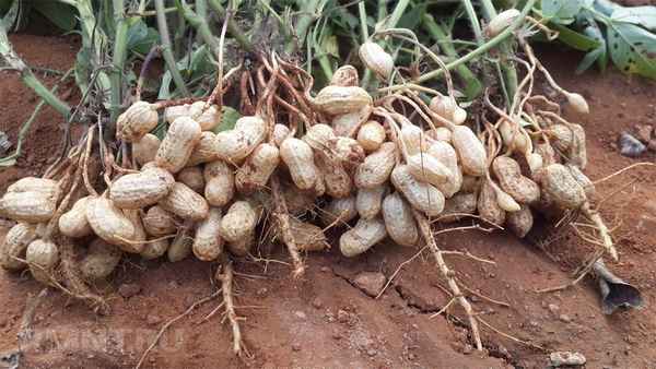 Земляной орех арахис выращивание