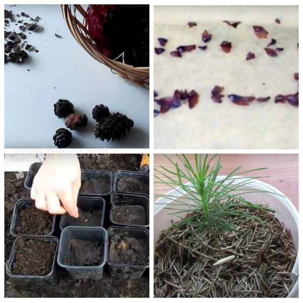 Выращивание лиственницы из семян в домашних условиях