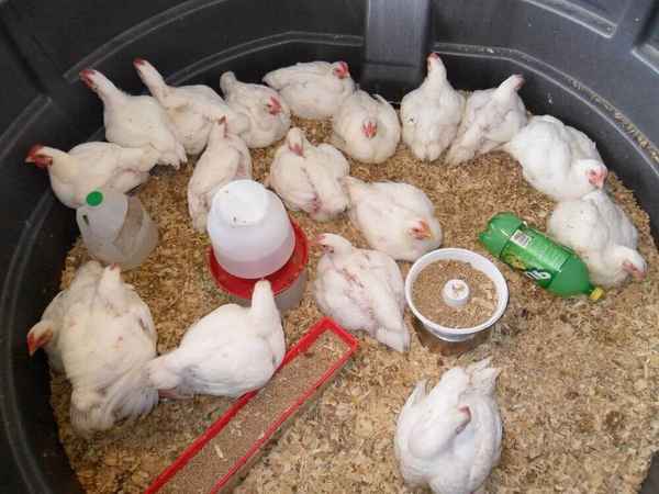 Бройлерные цыплята выращивание в домашних условиях