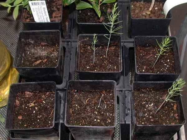 Выращивание спаржи из семян в домашних условиях