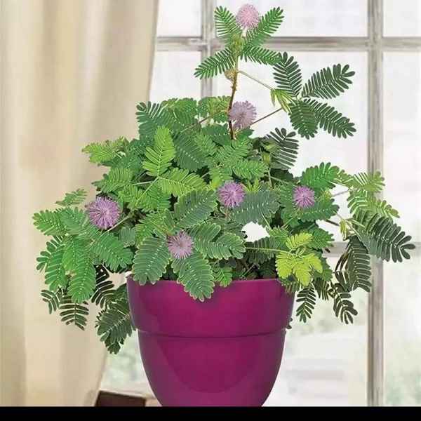 Мимоза стыдливая выращивание в домашних условиях