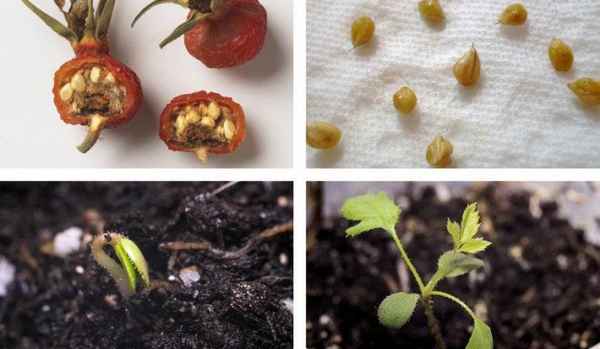 Выращивание шиповника из семян в домашних условиях