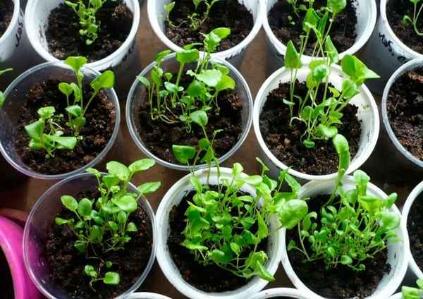 Обриета выращивание из семян в домашних условиях