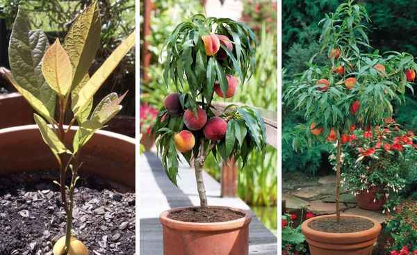 Выращивание персика из косточки в домашних условиях