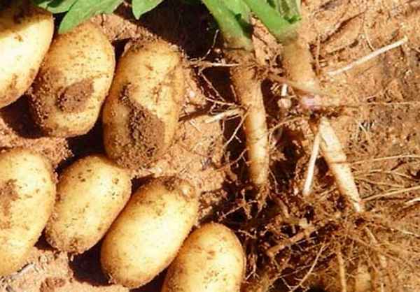 Выращивание картофеля на песчаной почве