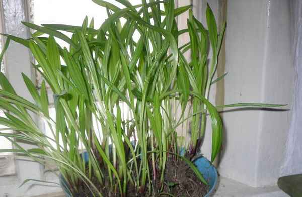 Выращивание черемши из семян в домашних условиях