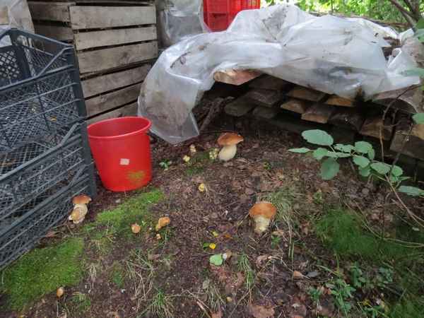 Выращивание грибов из мицелия на садовом участке