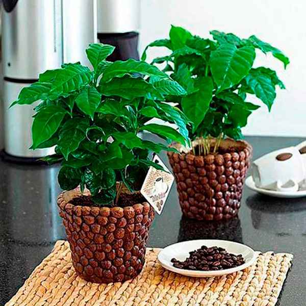Кофе арабика нана выращивание из семян