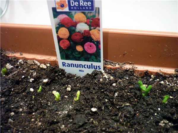 Лютик персидский выращивание из семян