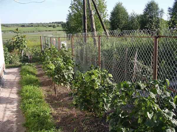 Выращивание черной смородины на дачных участках