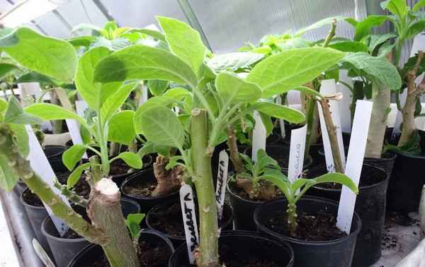 Бругмансия выращивание из семян в домашних условиях