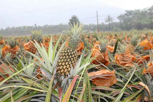 Выращивание ананасов в России
