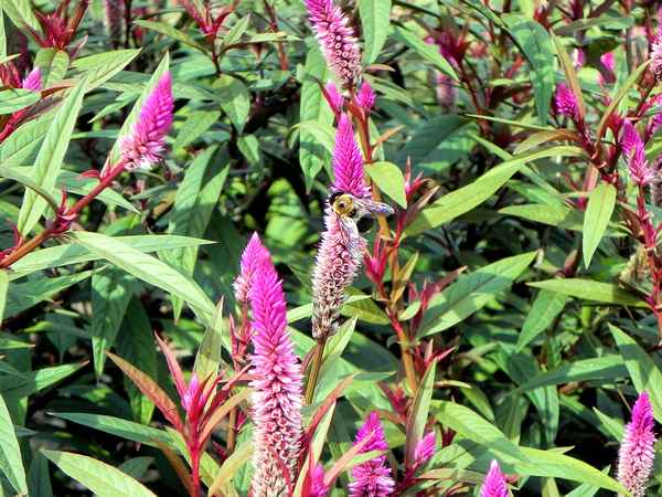 Целозия колосистая фламинго выращивание из семян