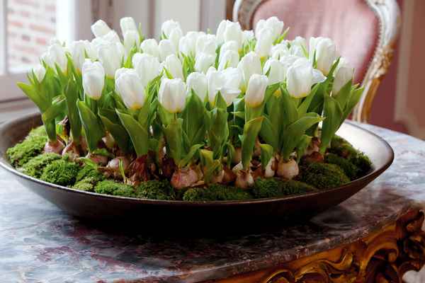 Выращивание тюльпанов дома в горшке