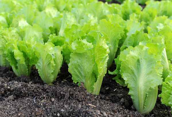 Земля для выращивания салата