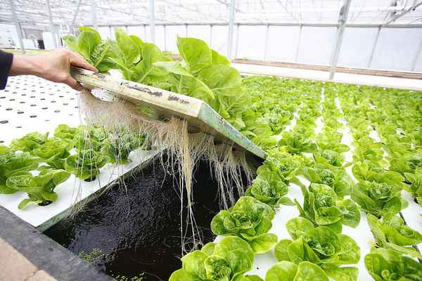 Что такое гидропоника как метод выращивания овощей?