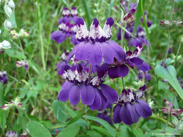 Коллинсия разнолистная выращивание из семян