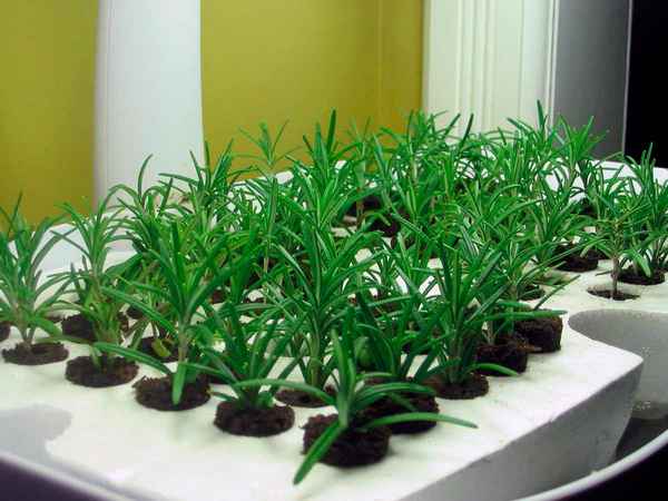 Розмарин выращивание из семян в домашних условиях