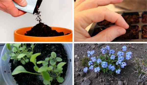 Незабудка выращивание из семян когда сажать?