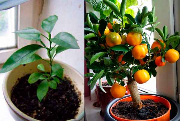 Апельсин из косточки в домашних условиях выращивание