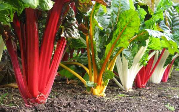 Листовая свекла мангольд выращивание