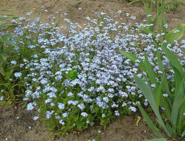 Незабудка садовая выращивание из семян