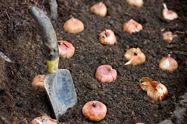 Выращивание гладиолусов в открытом грунте