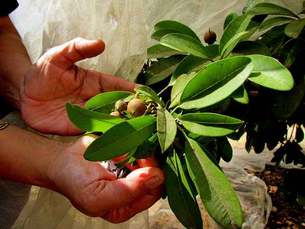 Саподилла выращивание в домашних условиях