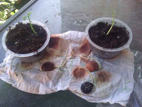 Выращивание глицинии из семян в домашних условиях