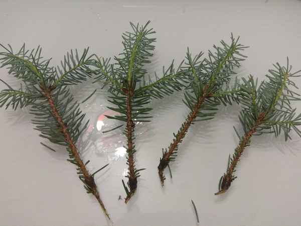 Выращивание ели из черенков в домашних условиях