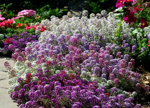 Лобулярия выращивание из семян когда сажать?