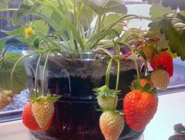 Клубника зимой на подоконнике опыт выращивания