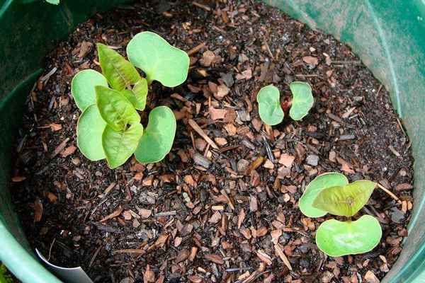 Мирабилис выращивание из семян в домашних условиях