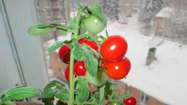 Комнатные томаты выращивание томатов зимой