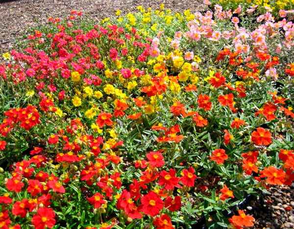 Солнцецвет выращивание из семян